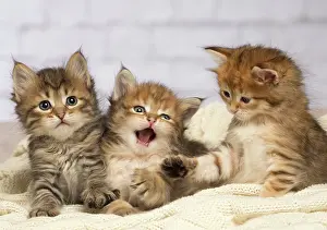 Surprised: Cat
