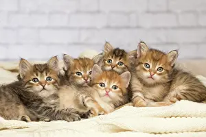 Hugs: Cat