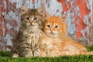 Jean-michel Labat: Cat - Siberian kittens