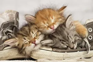 Peace: Cat -