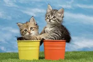 Flowerpots: Cat - Siberian kittens - in flowerpots