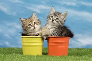 Flowerpots: Cat - Siberian kittens - in flowerpots