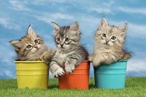 Flowerpots: Cat - Siberian kittens - in flowerpots