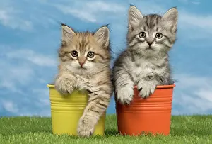 Flowerpots: Cat - Siberian kittens - in flowerpots