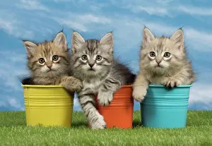 Flowerpots: Cat - Siberian kittens - in flowerpots