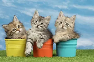 Flowerpots: Cat - Siberian kittens - in flowerpots