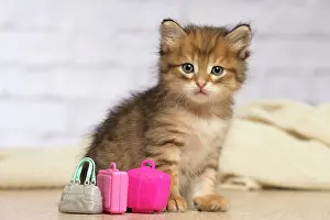 Suitcase: Cat