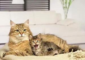 Hugs: Cat