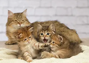 Hugs: Cat