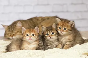 Hugs: Cat