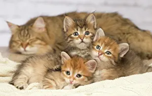 Hugs: Cat