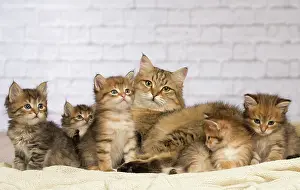 Hugs: Cat
