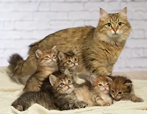 Hugs: Cat