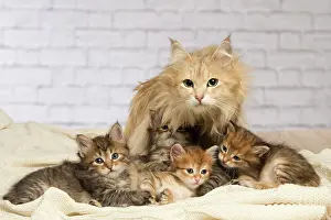 Snuggling: Cat