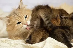 Snuggling: Cat