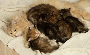 Snuggling: Cat