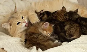 Snuggling: Cat