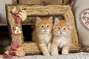 Frames: Cat - Siberian Kittens - in old picture frame