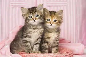 Cute Kittens By Jean-Michel Labat: Cat Siberian kittens on pink basket and blanket