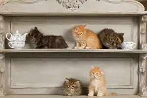 Shelves: Cat - Siberian Kittens on shelf