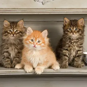 Shelves: Cat - Siberian Kittens - on shelf with tea cup