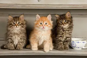 Shelves: Cat - Siberian Kittens on shelf with tea cup