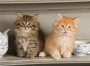 Shelves: Cat - Siberian Kittens - on shelf with tea cup
