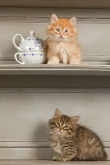 Shelves: Cat - Siberian Kittens on shelf with tea cup