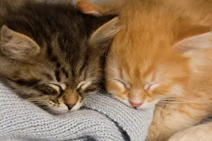 Eyes Closed: Cat - Siberian Kittens - sleeping