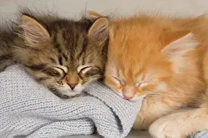 Eyes Closed: Cat - Siberian Kittens - sleeping