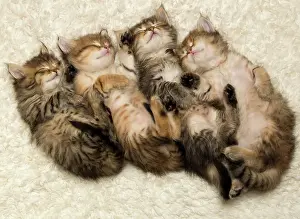 Innocent: Cat