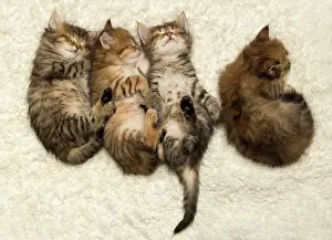 Innocent: Cat