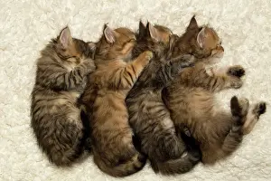 Innocent: Cat