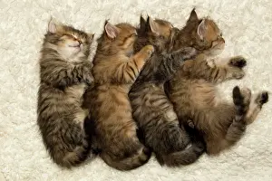 Innocent: Cat
