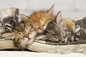 Trainer: Cat - Siberian kittens - sleeping on old shoe /
