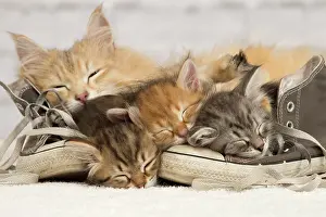 Trainer: Cat - Siberian kittens - sleeping on old shoe /