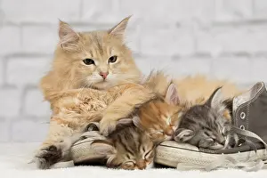 Trainer: Cat - Siberian kittens - sleeping on old shoe /