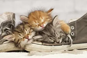 Sleeping: Cat - Siberian kittens - sleeping on old shoe /