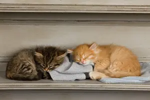 Eyes Closed: Cat - Siberian Kittens - sleeping on shelf
