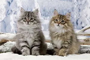 Icey: Cat - Siberian Kittens in snow