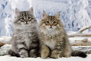 Icey: Cat - Siberian Kittens in snow