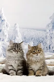 Icey: Cat - Siberian Kittens in snow
