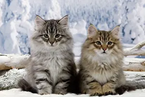 Icey: Cat - Siberian Kittens in snow