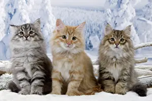 Icey: Cat - Siberian Kittens in snow
