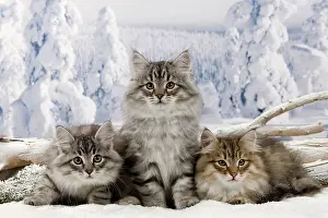 Icey: Cat - Siberian Kittens in snow