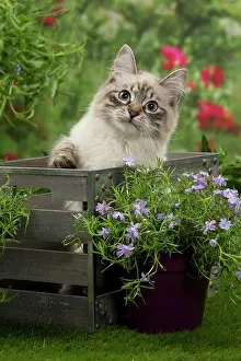 Masquerade: Cat - Siberian / Neva Masquerade