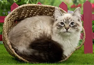 Masquerade: Cat - Siberian / Neva Masquerade