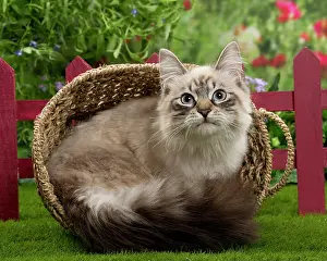 Masquerade: Cat - Siberian / Neva Masquerade