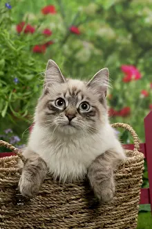 Masquerade: Cat - Siberian / Neva Masquerade