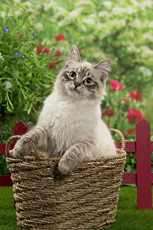 Masquerade: Cat - Siberian / Neva Masquerade